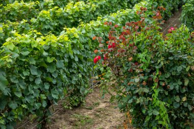 Montagne de Reims 'deki ünlü şampanyaların yeşil Pinot Noir Grand Cru üzüm bağlarının manzarası Verzenay yakınlarında şampanya, Fransa' da şarap yapımı