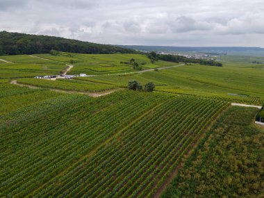 Montagne de Reims 'deki ünlü şampanyaların yeşil Pinot Noir Grand Cru üzüm bağlarının manzarası Verzenay yakınlarında şampanya, Fransa' da şarap yapımı