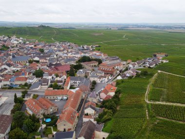 Montagne de Reims 'deki ünlü şampanyaların yeşil Pinot Noir Grand Cru üzüm bağlarının manzarası Verzenay yakınlarında şampanya, Fransa' da şarap yapımı