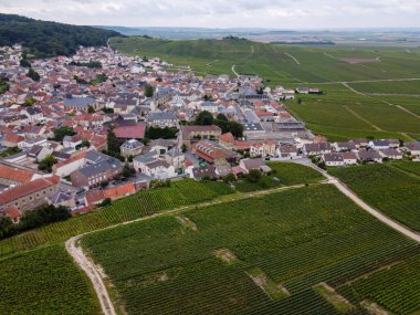 Deniz feneri manzarası ve yeşil pinot noir Grand cru üzüm bağları Montagne de Reims yakınlarındaki ünlü şampanya evleri, şampanya, Fransa 'da şarap yapımı