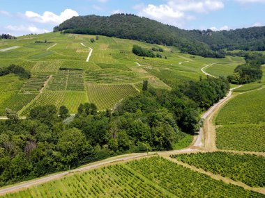Fransa 'nın Jura kentindeki Chateau-Chalon kasabası yakınlarındaki yeşil tepe üzüm bağlarının panoramik manzarası