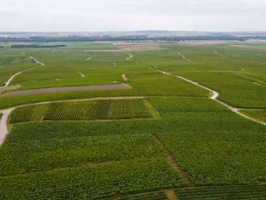 Montagne de Reims 'deki ünlü şampanyaların yeşil Pinot Noir Grand Cru üzüm bağlarının manzarası Verzenay yakınlarında şampanya, Fransa' da şarap yapımı
