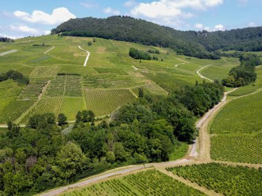 Fransa 'nın Jura kentindeki Chateau-Chalon kasabası yakınlarındaki yeşil tepe üzüm bağlarının panoramik manzarası