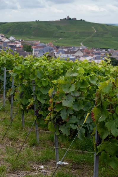 View Lighthouse Green Pinot Noir Grand Cru Vineyards Famous Champagne — Stock Photo, Image