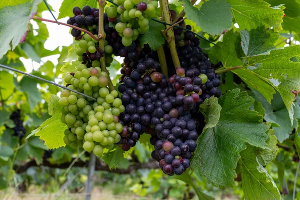 Pinot Noir Uvas Vinho Amadurecendo Grandes Vinhas Cru Famosas Casas — Fotografia de Stock