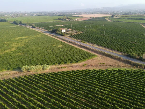 Vista Aérea Hileras Plantas Uva Viñedos Verdes Cerca Latina Lazio —  Fotos de Stock