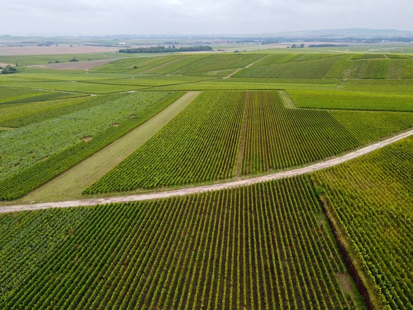 View Green Pinot Noir Grand Cru Vineyards Famous Champagne Houses — Stock Photo, Image