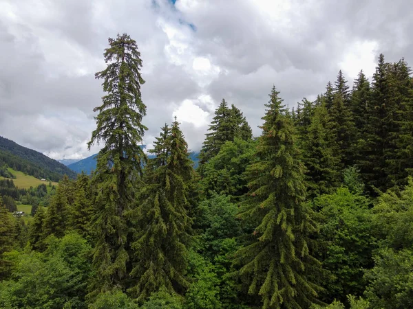 Vista Panorâmica Sobre Abeto Alpino Verde Florestas Pinheiros Prados Perto — Fotografia de Stock