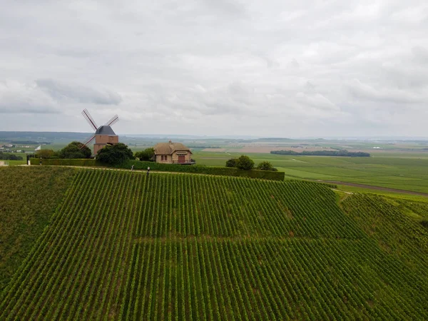 Montagne Reims Deki Ünlü Şampanyaların Yeşil Pinot Noir Grand Cru — Stok fotoğraf