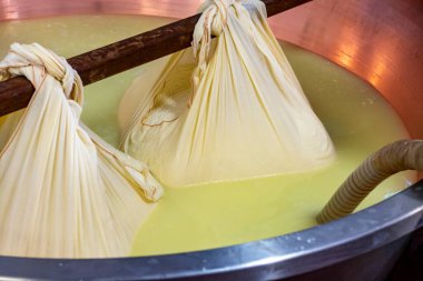 Parma, Reggio-Emilia, İtalya 'daki küçük bir peynir çiftliğinde parmesanlı parmesan peynirinin inek sütlü tekerleklerinden yapılan geleneksel bir işlem.