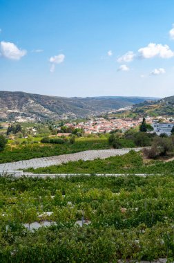 Kıbrıs adasında şarap üretimi sektörü, Omodos köyü yakınlarındaki Troodos dağ sırasının güney yamaçlarında büyüyen üzüm bitkileriyle Kıbrıs üzüm bağları manzarası