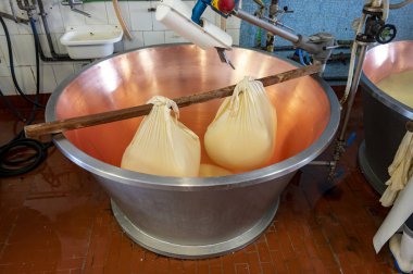 Parma, Reggio-Emilia, İtalya 'daki küçük peynir çiftliğinde parmesanlı parmesan peynirin inek sütünden yapılmış geleneksel bir işlem.