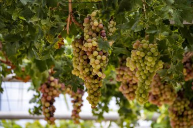 Kıbrıs üzümlerinde olgunlaşan beyaz-pembe çekirdeksiz üzüm demetleri, doğa arka planı
