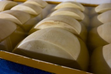 Parma, İtalya 'da küçük bir peynir çiftliğinde parmesanlı parmesan peyniri yapma süreci, 2025 gün boyunca tuz emmek için tuzlu su banyosu getiren tekerlekler.