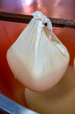 Parma, Reggio-Emilia, İtalya 'daki küçük peynir çiftliğinde parmesanlı parmesan peynirin inek sütünden yapılmış geleneksel bir işlem.