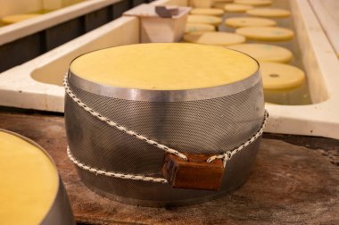 Parma, İtalya 'daki küçük peynir çiftliğinde parmegiano-reggiano parmesan peyniri pişirme işlemi tuzlu su banyosu ile tuzlu su emmek için tuzlu su banyosu ve peynir tekerlekleri ile paslanmaz çelik tokalar.