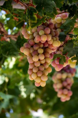 Kıbrıs üzümlerinde olgunlaşan beyaz-pembe çekirdeksiz üzüm demetleri, doğa arka planı