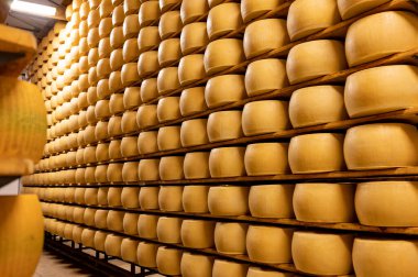 Parma, İtalya 'daki küçük peynir çiftliğinde parmegiano-reggiano parmesan peyniri pişirme süreci, peynir tekerlerinin yaşlandırılması için 5 yıla kadar fabrika olgunlaşma odası