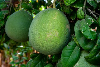 Büyük, yuvarlak, tropikal narenciye meyveleri, çiçek tarlalarında ağaçlarda asılı.