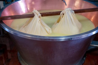 Parma, Reggio-Emilia, İtalya 'daki küçük peynir çiftliğinde parmesanlı parmesan peynirin inek sütünden yapılmış geleneksel bir işlem.