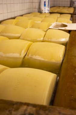 Parma, İtalya 'da küçük bir peynir çiftliğinde parmesanlı parmesan peyniri yapma süreci, 2025 gün boyunca tuz emmek için tuzlu su banyosu getiren tekerlekler.
