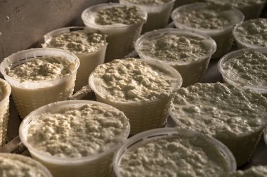 İtalya 'nın Parma kentindeki küçük peynir çiftliğinde sabahın erken saatlerinde taze, yumuşak ricotta peyniri yapma süreci.