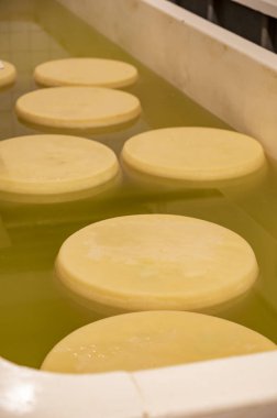 Parma, İtalya 'da küçük bir peynir çiftliğinde parmesanlı parmesan peyniri yapma süreci, 2025 gün boyunca tuz emmek için tuzlu su banyosu getiren tekerlekler.