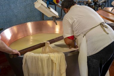 Parma, Reggio-Emilia, İtalya 'daki küçük peynir çiftliğinde parmesanlı parmesan peynirin inek sütünden yapılmış geleneksel bir işlem.