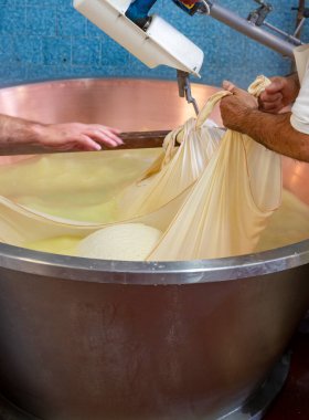 Parma, Reggio-Emilia, İtalya 'daki küçük peynir çiftliğinde parmesanlı parmesan peynirin inek sütünden yapılmış geleneksel bir işlem.