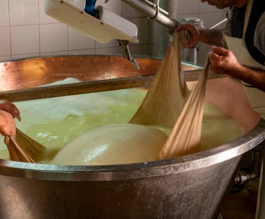 Parma, Reggio-Emilia, İtalya 'daki küçük peynir çiftliğinde parmesanlı parmesan peynirin inek sütü tekerleklerinden yapılan geleneksel işlem.