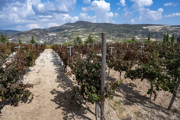 Weinindustrie Auf Der Insel Zypern Blick Auf Zypriotische Weinberge Mit — Stockfoto