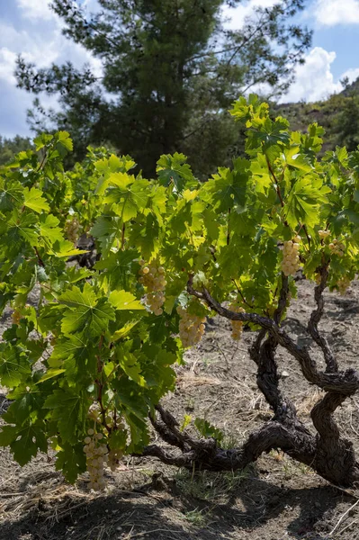 Indústria Vitivinícola Ilha Chipre Cachos Uvas Brancas Maduras Penduradas Vinhas — Fotografia de Stock