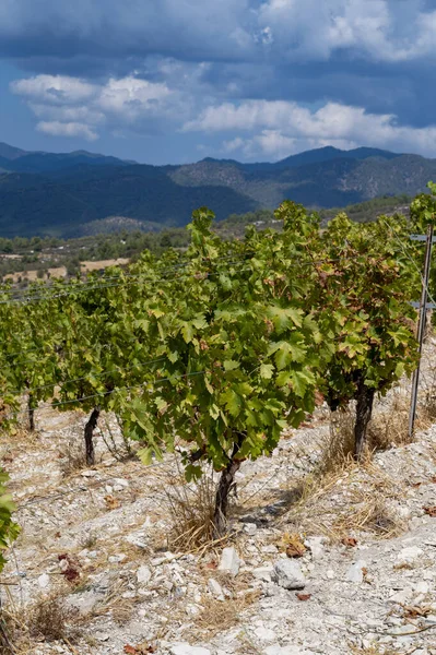 Wine Making Industry Cyprus Island View Cypriot Vineyards Growing Grape — Stock Photo, Image