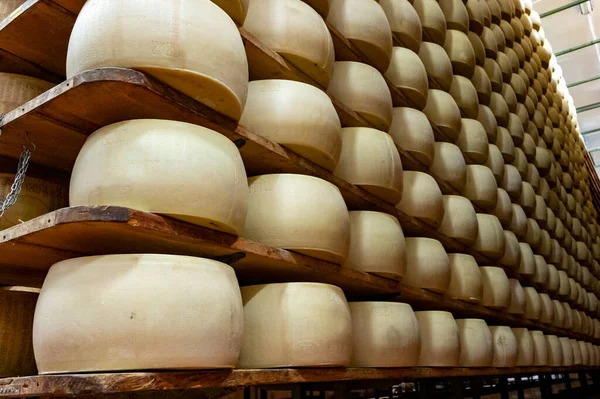 パルマ イタリアの小さなチーズ農場でパルミジャーノ レッジャーノ パルメザン ハードチーズを作るプロセス 5年までのチーズホイールの老化のための工場成熟室 — ストック写真