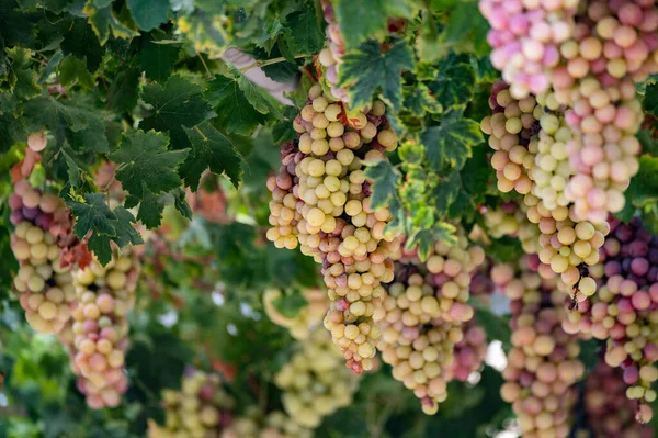 Des Grappes Raisin Table Blanc Rose Sans Pépins Sucrés Mûrissent — Photo