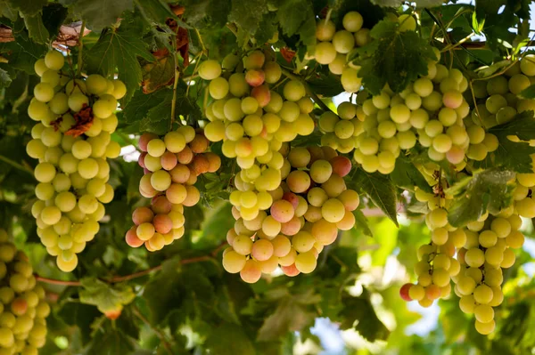 Des Grappes Raisin Table Blanc Rose Sans Pépins Sucrés Mûrissent — Photo