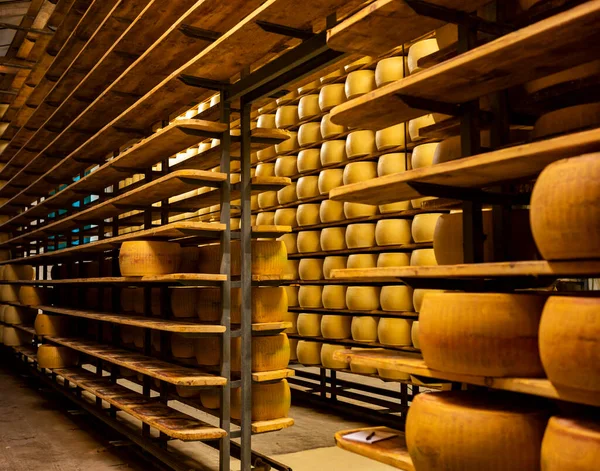 Process of making parmigiano-reggiano parmesan hard cheese on small cheese farm in Parma, Italy, factory maturation room for aging of cheese wheels up to 5 years