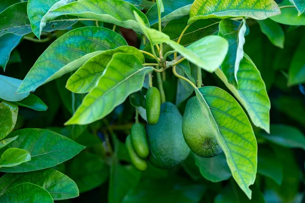 Avocado Verde Maturo Biologico Frutti Appesi Alla Piantagione Avocado — Foto Stock
