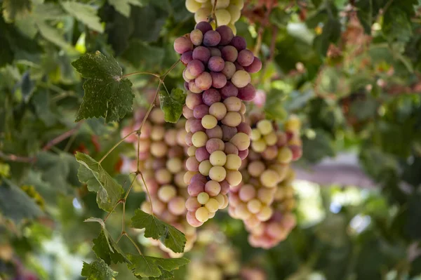 Des Grappes Raisin Table Blanc Rose Sans Pépins Sucrés Mûrissent — Photo