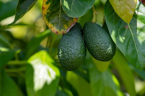 Frutos Abacate Orgânicos Maduros Verdes Pendurados Plantação Abacates — Fotografia de Stock