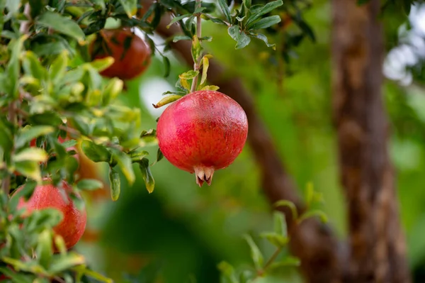 Czerwone Dojrzałe Organiczne Owoce Granatowe Punica Granatum Wiszące Drzewie Gotowe — Zdjęcie stockowe