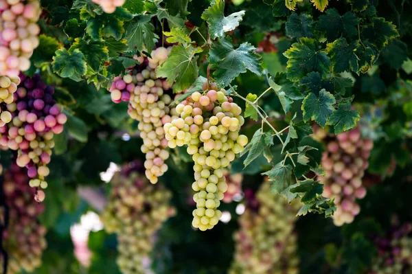 Des Grappes Raisin Table Blanc Rose Sans Pépins Sucrés Mûrissent — Photo