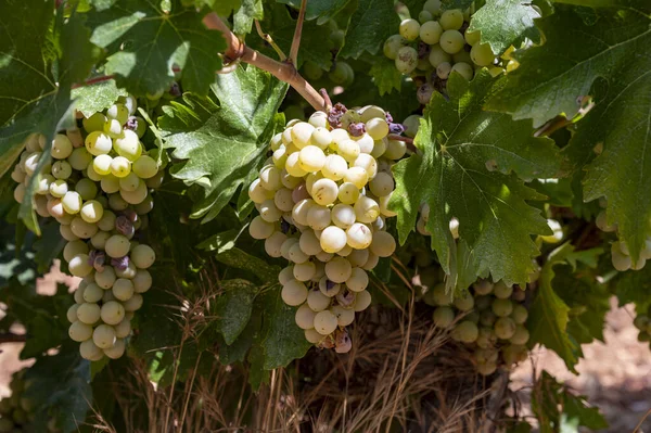 Wine industry on Cyprus island, bunches of ripe white grapes hanging on Cypriot vineyards located on south slopes of Troodos mountain range, ready to harvest