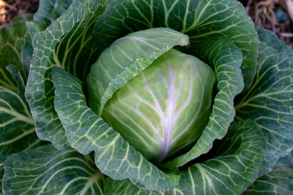 Head of white cabbage plant growing in vegetable garden