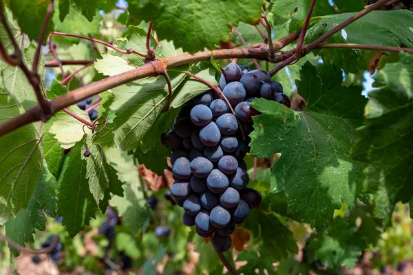Weinindustrie Auf Der Insel Zypern Trauben Reifer Schwarzer Trauben Hängen — Stockfoto