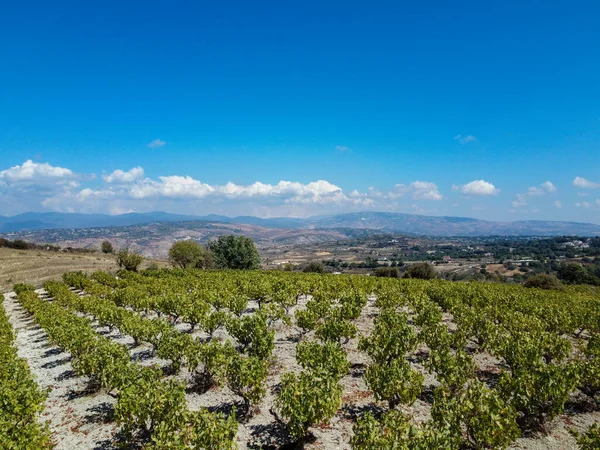 Wine making industry on Cyprus island, view on Cypriot vineyards with growing grape plants on south slopes of Troodos mountain range