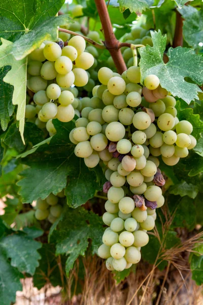 Vinařství Kyperském Ostrově Hrozny Zralých Bílých Hroznů Visící Kyperských Vinicích — Stock fotografie