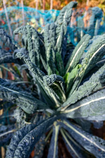 Growing Garden Cavolo Nero Kale Cabbage Black Tuscan Palm Vegan — Stock Photo, Image