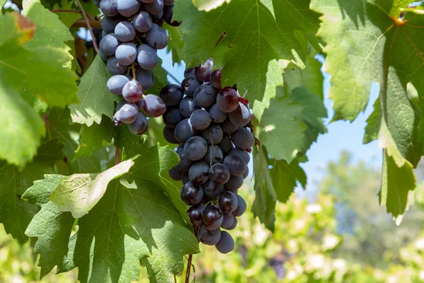 Industria Vitivinícola Isla Chipre Racimos Uvas Negras Maduras Colgando Viñedos — Foto de Stock