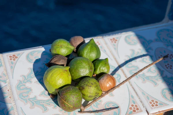 Новый Урожай Вкусных Австралийских Свежих Спелых Орехов Макадамии Зеленой Оболочке — стоковое фото